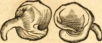 An illustration from Fabii Columnæ, Lyncei, nobilis Neapolitani, genere Romani, Opusculum de Purpura : Romae primùm, an. 1616 editum, & nunc iterùm luci datum, operâ ac studio Johann-Danielis Majoris ... cujus novissimè accesserunt annotationes quædam (1675)