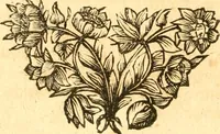 An illustration from Fabii Columnæ, Lyncei, nobilis Neapolitani, genere Romani, Opusculum de Purpura : Romae primùm, an. 1616 editum, & nunc iterùm luci datum, operâ ac studio Johann-Danielis Majoris ... cujus novissimè accesserunt annotationes quædam (1675)