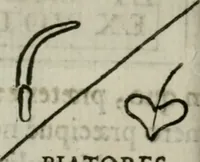 An illustration from Raph. Fabretti Gasparis f. Vrbinatis De aquis et aquaeductibus veteris Romae dissertationes tres (1680)