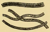 Picture 5 of 16 from Fabric analysis; covering wool, worsted, silk, cotton, artificial silk, etc. from fiber to finished fabric (1920), leaf 61