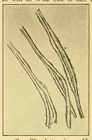 An illustration from Fabric analysis; covering wool, worsted, silk, cotton, artificial silk, etc. from fiber to finished fabric (1920)