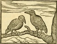 An illustration from Fabulae Aesopi graecaè et latinè, nunc denuo selectae (1672)