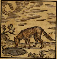An illustration from Fabulae c. Aesopicae (1590)