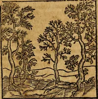 An illustration from Fabulae c. Aesopicae (1590)