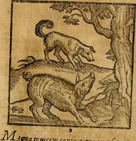 An illustration from Fabulae c. Aesopicae (1590)