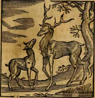 An illustration from Fabulae c. Aesopicae (1590)