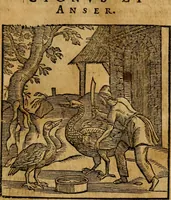 An illustration from Fabulae c. Aesopicae (1590)
