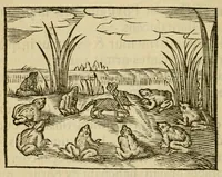 An illustration from Fabulæ Æsopi Graecè & Latinè, nunc denuo selectæ : eæ item, quas Avienus carmine expressit, accedit ranarum et murium pugna, Homero olim adscripta cum ... figuris .. (1660)