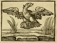 An illustration from Fabulæ Æsopi Graecè & Latinè, nunc denuo selectæ : eæ item, quas Avienus carmine expressit, accedit ranarum et murium pugna, Homero olim adscripta cum ... figuris .. (1660)