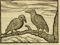 An illustration from Fabulæ Æsopi Graecè & Latinè, nunc denuo selectæ : eæ item, quas Avienus carmine expressit, accedit ranarum et murium pugna, Homero olim adscripta cum ... figuris .. (1660)