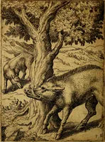 Picture 78 of 101 from Fabvlae centvm ex antiqvis avctoribvs delectae et a Gabriele Faerno Cremonensi carminibvs explicatae (1564), leaf 161