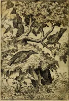 Picture 13 of 101 from Fabvlae centvm ex antiqvis avctoribvs delectae et a Gabriele Faerno Cremonensi carminibvs explicatae (1564), leaf 31