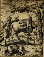 Picture 16 of 101 from Fabvlae centvm ex antiqvis avctoribvs delectae et a Gabriele Faerno Cremonensi carminibvs explicatae (1564), leaf 37