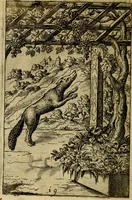 Picture 19 of 101 from Fabvlae centvm ex antiqvis avctoribvs delectae et a Gabriele Faerno Cremonensi carminibvs explicatae (1564), leaf 43
