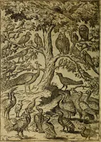 An illustration from Fabvlae centvm ex antiqvis avctoribvs delectae et a Gabriele Faerno Cremonensi carminibvs explicatae (1564)