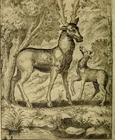 Picture 23 of 101 from Fabvlae centvm ex antiqvis avctoribvs delectae et a Gabriele Faerno Cremonensi carminibvs explicatae (1564), leaf 51