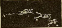 Picture 20 of 35 from Fact and fable in psychology (1900), leaf 343