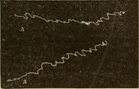 Picture 26 of 35 from Fact and fable in psychology (1900), leaf 349