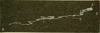 An illustration from Fact and fable in psychology (1901)