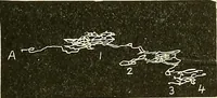 An illustration from Fact and fable in psychology (1901)