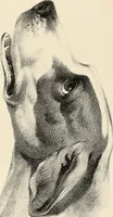 An illustration from Fairland's juvenile artist, or, Easy studies for beginners in drawing, of figures, animals, shipping, and landscape (1838)