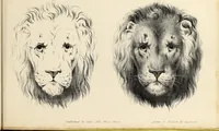 An illustration from Fairland's juvenile artist, or, Easy studies for beginners in drawing, of figures, animals, shipping, and landscape (1838)
