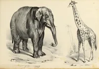 An illustration from Fairland's juvenile artist, or, Easy studies for beginners in drawing, of figures, animals, shipping, and landscape (1838)