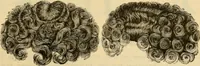An illustration from Fall and Winter, 1890-91 Fashion Catalogue / H. O'Neill and Co. (1890)