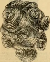 An illustration from Fall and Winter, 1890-91 Fashion Catalogue / H. O'Neill and Co. (1890)