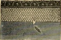 An illustration from Fall and Winter, 1890-91 Fashion Catalogue / H. O'Neill and Co. (1890)
