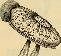 An illustration from Fall and Winter, 1890-91 Fashion Catalogue / H. O'Neill and Co. (1890)