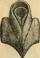 An illustration from Fall and Winter, 1890-91 Fashion Catalogue / H. O'Neill and Co. (1890)