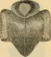 An illustration from Fall and Winter, 1890-91 Fashion Catalogue / H. O'Neill and Co. (1890)