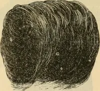 An illustration from Fall and Winter, 1890-91 Fashion Catalogue / H. O'Neill and Co. (1890)