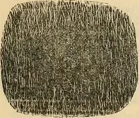 An illustration from Fall and Winter, 1890-91 Fashion Catalogue / H. O'Neill and Co. (1890)