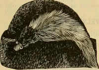 An illustration from Fall and Winter, 1890-91 Fashion Catalogue / H. O'Neill and Co. (1890)