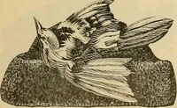 An illustration from Fall and Winter, 1890-91 Fashion Catalogue / H. O'Neill and Co. (1890)