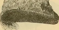 An illustration from Fall and Winter, 1890-91 Fashion Catalogue / H. O'Neill and Co. (1890)