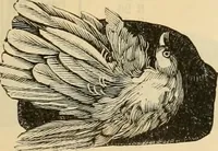 An illustration from Fall and Winter, 1890-91 Fashion Catalogue / H. O'Neill and Co. (1890)
