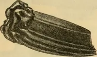 An illustration from Fall and Winter, 1890-91 Fashion Catalogue / H. O'Neill and Co. (1890)