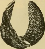 An illustration from Fall and Winter, 1890-91 Fashion Catalogue / H. O'Neill and Co. (1890)