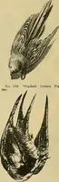 An illustration from Fall and Winter, 1890-91 Fashion Catalogue / H. O'Neill and Co. (1890)