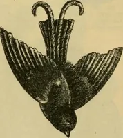 An illustration from Fall and Winter, 1890-91 Fashion Catalogue / H. O'Neill and Co. (1890)