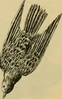 An illustration from Fall and Winter, 1890-91 Fashion Catalogue / H. O'Neill and Co. (1890)