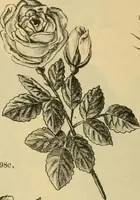 An illustration from Fall and Winter, 1890-91 Fashion Catalogue / H. O'Neill and Co. (1890)