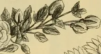 An illustration from Fall and Winter, 1890-91 Fashion Catalogue / H. O'Neill and Co. (1890)