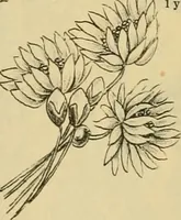 An illustration from Fall and Winter, 1890-91 Fashion Catalogue / H. O'Neill and Co. (1890)