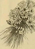 An illustration from Fall and Winter, 1890-91 Fashion Catalogue / H. O'Neill and Co. (1890)