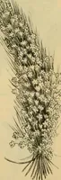 An illustration from Fall and Winter, 1890-91 Fashion Catalogue / H. O'Neill and Co. (1890)
