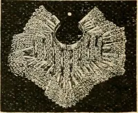 An illustration from Fall and winter 1895-6 price list for daily reference. (1895)